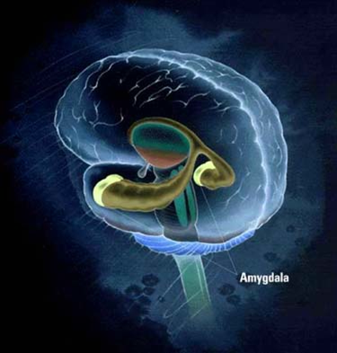 Amygdala